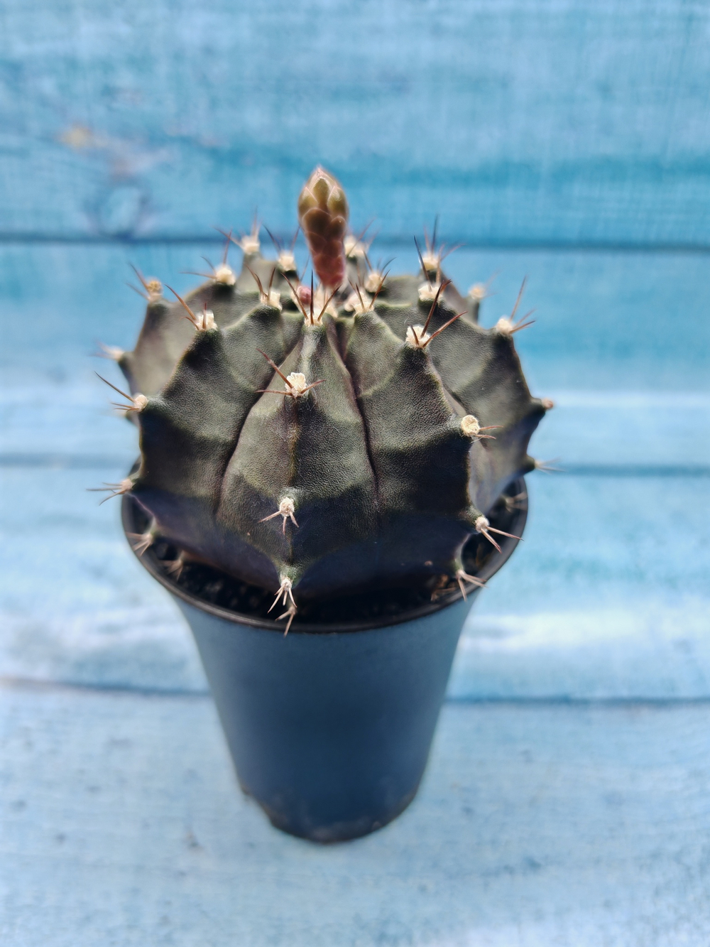 Gymnocalycium Mihanovichii black (Гимнокалициум)