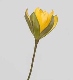 TR 565B Бутон Лилии