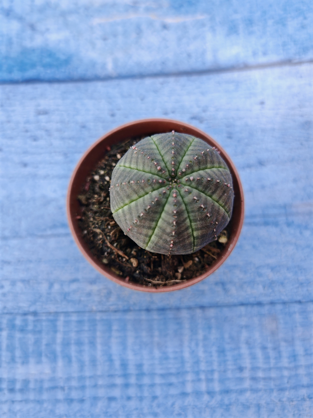 Euphorbia Obesa (Эуфорбия)