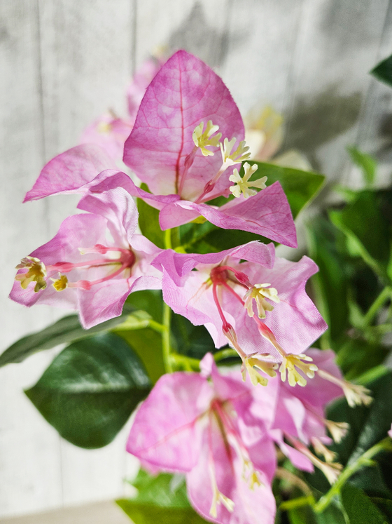 Бугенвиллия 60см в кашпо