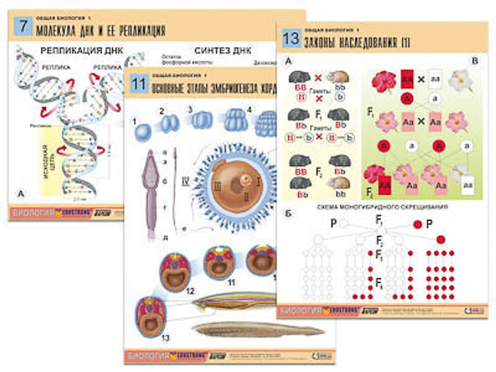 Комплект таблиц &quot;Общая биология 1&quot; (16 табл, формат А1)