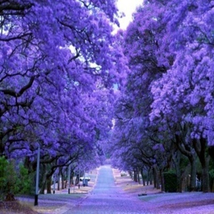 ДЖАКАРАНДА (JACARANDA FLOWER BASE Duelberg GMBH)