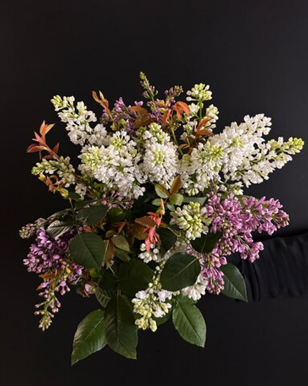 🌸 Сирень — весенние драгоценности вне сезона — 8 марта у Феи