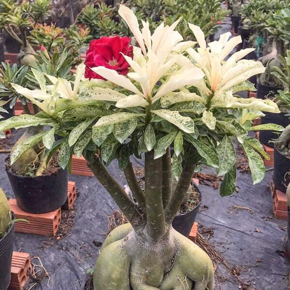 Адениум обесум 361 Kép Lá Đốm