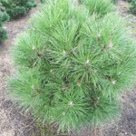 Сосна черная Глобоза С2 20-30