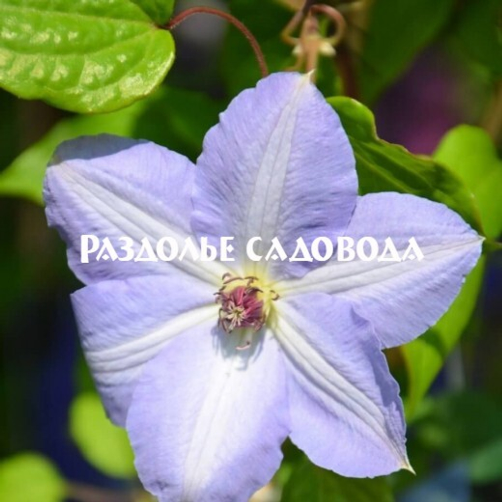 Клематис крупноцветковый Блю Котильон