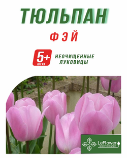 Тюльпан Луковица, Фэй, 5+ шт