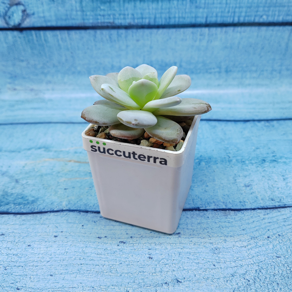 Echeveria Laiu hybride (Эхеверия)