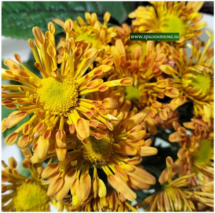Хризантема садовая корейская Кадриль 🌻 /поставка весна 2026г/