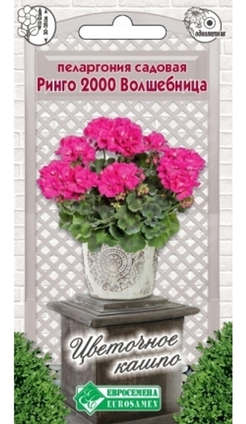 Пеларгония садовая Ринго 2000 Волшебница