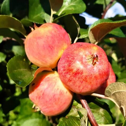 Яблоня летняя Конфетное (3-летняя) п/карл.подвой ЗКС
