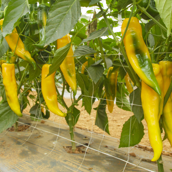 ПАЛЕРМО ЮСМИТ F1 семена перца сладкого Rijk Zwaan описание – фото 3