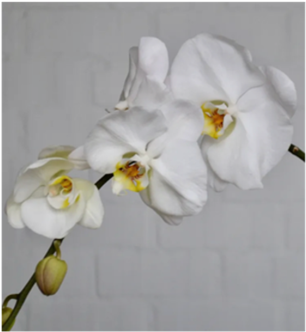 Фаленопсис белый д.12