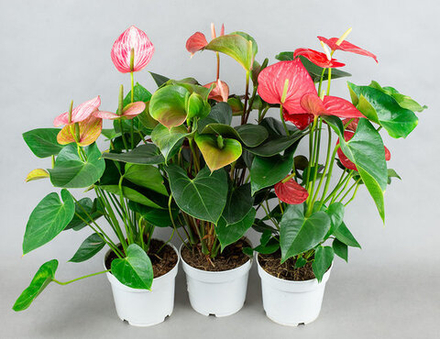 Антуриум микс d17