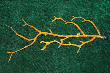 Коряжка мерцающая Золото