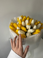 Букет из 51 белого и желтого тюльпанов