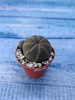 Суккулент Euphorbia Obesa (Эуфорбия)