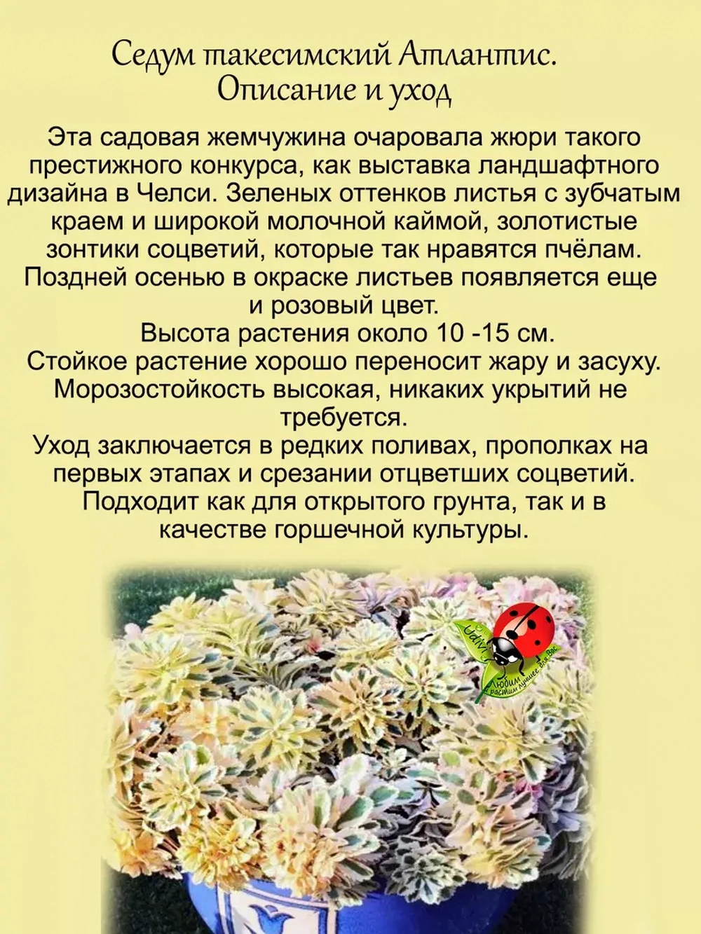 Седум Атлантис такесимский многолетний