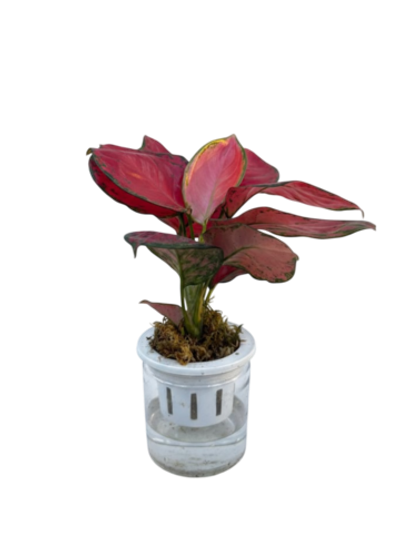 Аглаонема Auspicious д.11 горшок с автополивом