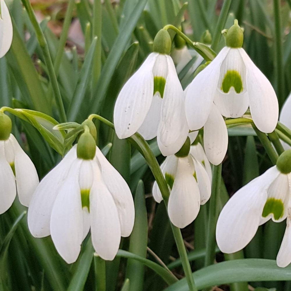 Galanthus Elwesll 6/7 (10 шт в упаковке )