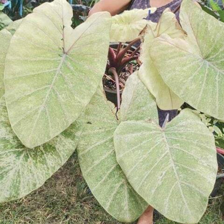 Колоказия GREEN SPARKLING