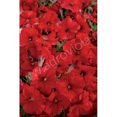 S60123 Петуния кустовая Multiflora Celebrity Red 10шт.