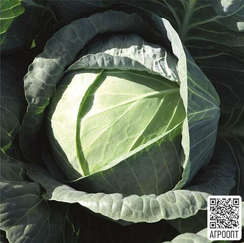 Пассат F1 семена капусты белокочанной (Bejo / Бейо)