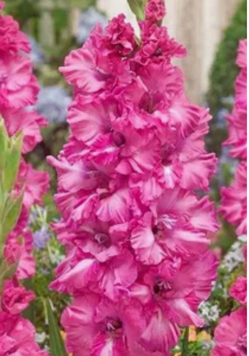 Гладиолус крупноцветковый Грозный луковица март 2026