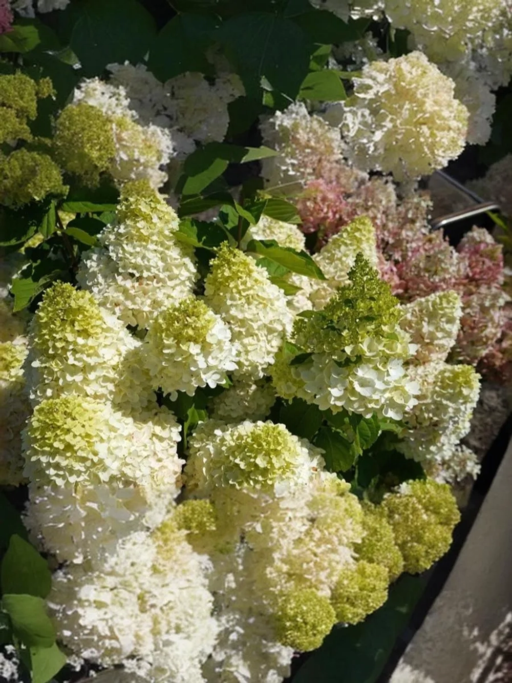 Гортензия метельчатая Панорама