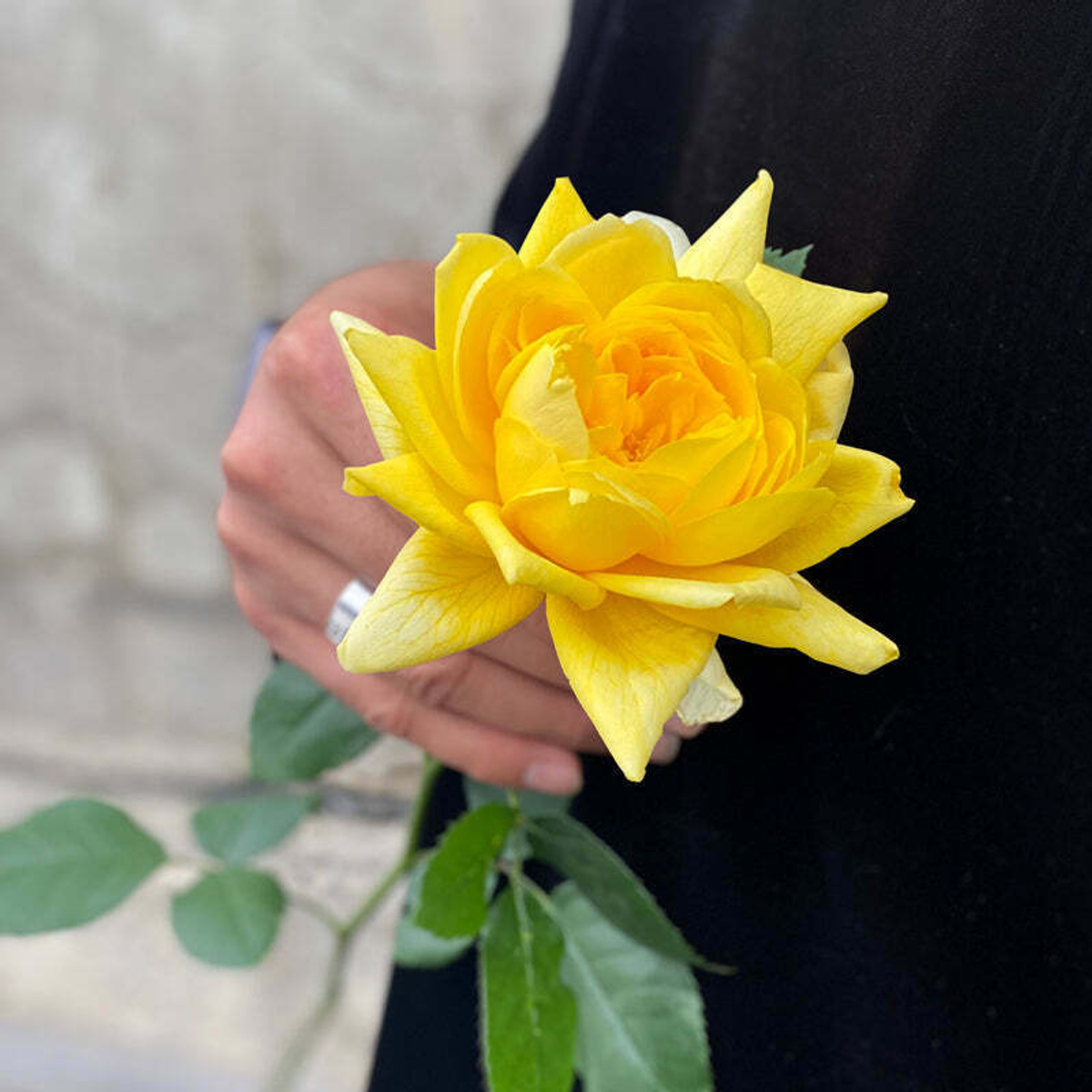 ароматные розы Николя Уло (Nicolas Hulot) Фея розы в букетах и охапками