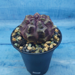 Gymnocalycium Daydream (Гимнокалициум)