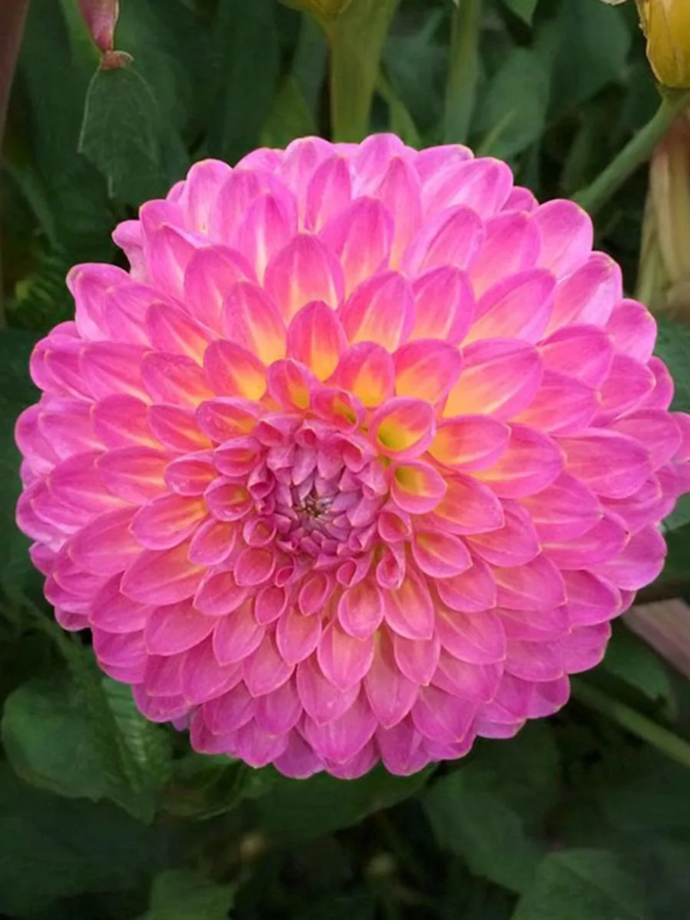 Георгин помпонный Пинк Поп