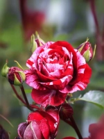 Роза флорибунда Дип Импрешн