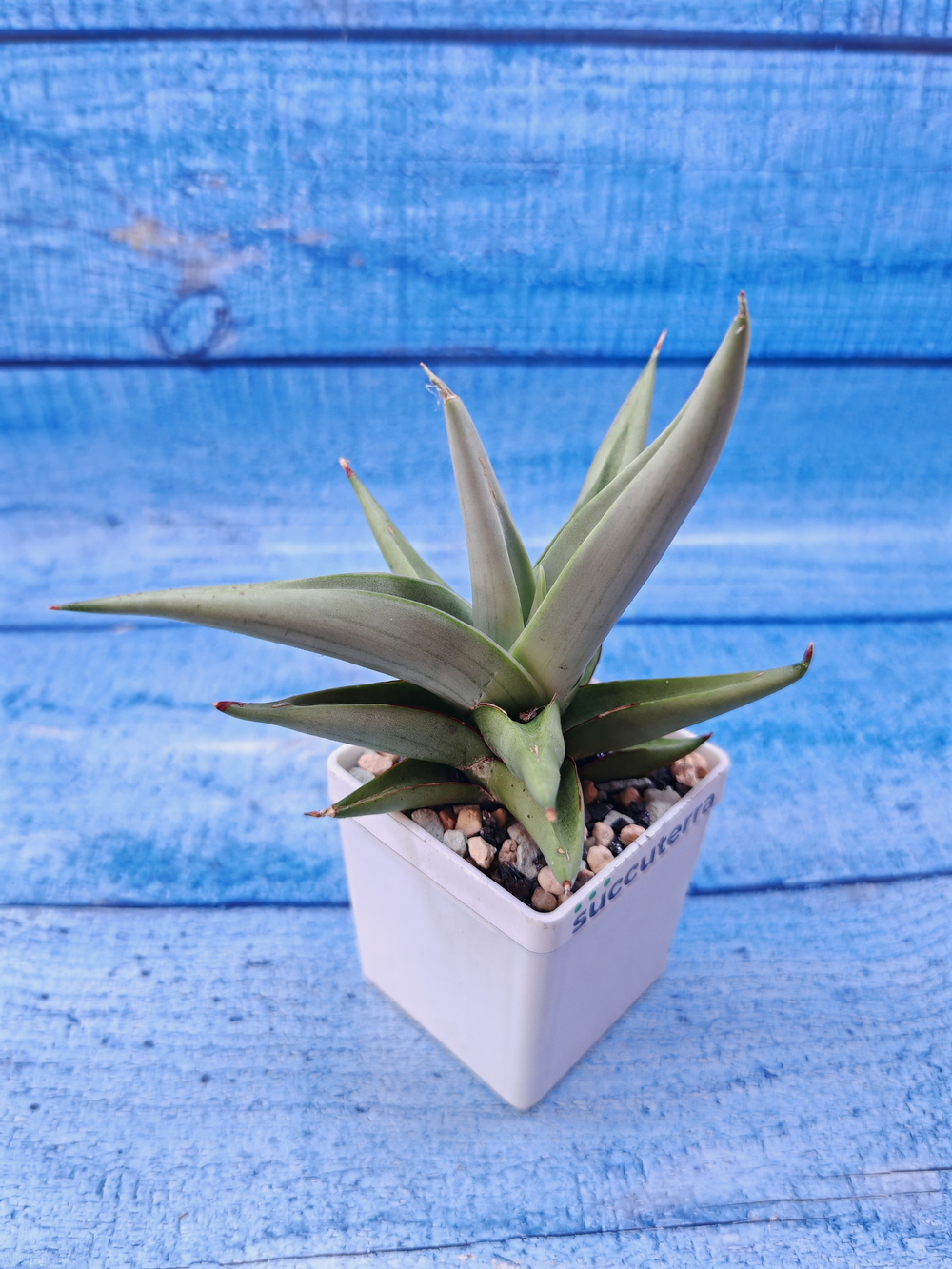 Sansevieria Chanin Crown (Сансевиерия)
