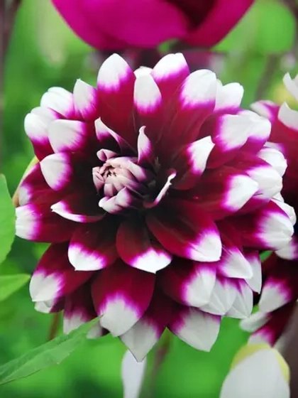 Георгин декоративный Мистери Дэй