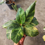 Банан вариегатный CAVENDISH DWARF