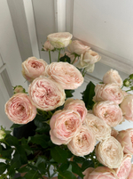 Пионовидная кустовая роза Mansfield Park крупный бутон