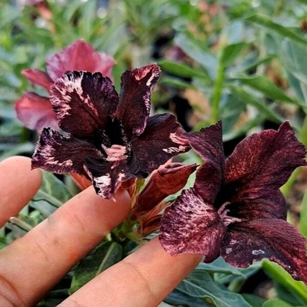 Адениум BROWNIES