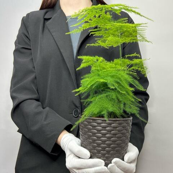 Комнатное растение Аспарагус