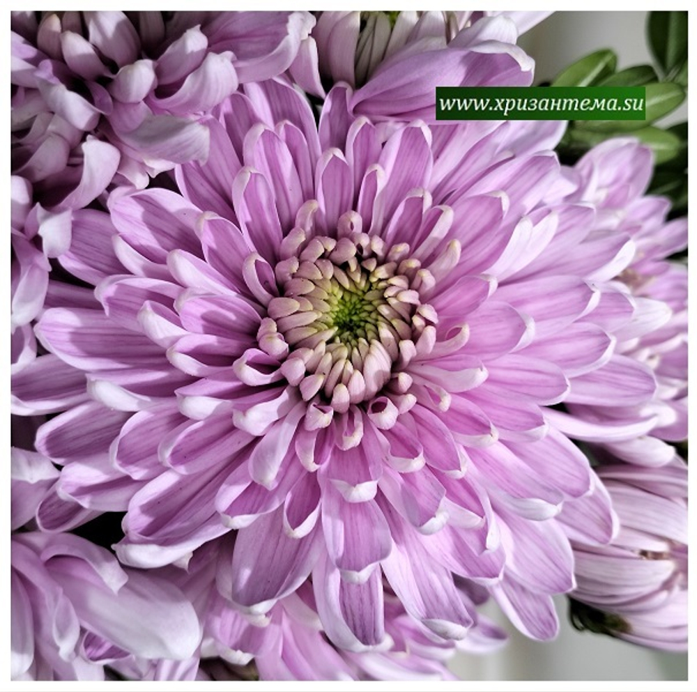 Хризантема одноголовая Rossano /о.24 /поставка весна 2026г/