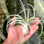 Тилландсия Sitting Pretty (streptophylla x paucifolioides)