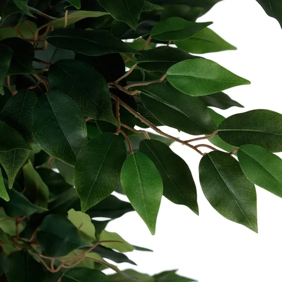 Фикус Бенжамина высота 180 см