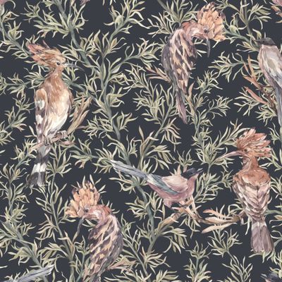 African birds on a dark background