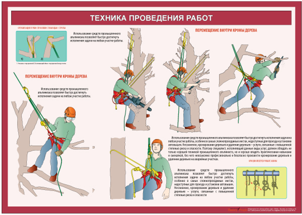 Учебный плакат Техника обрезки деревьев (кронирование)