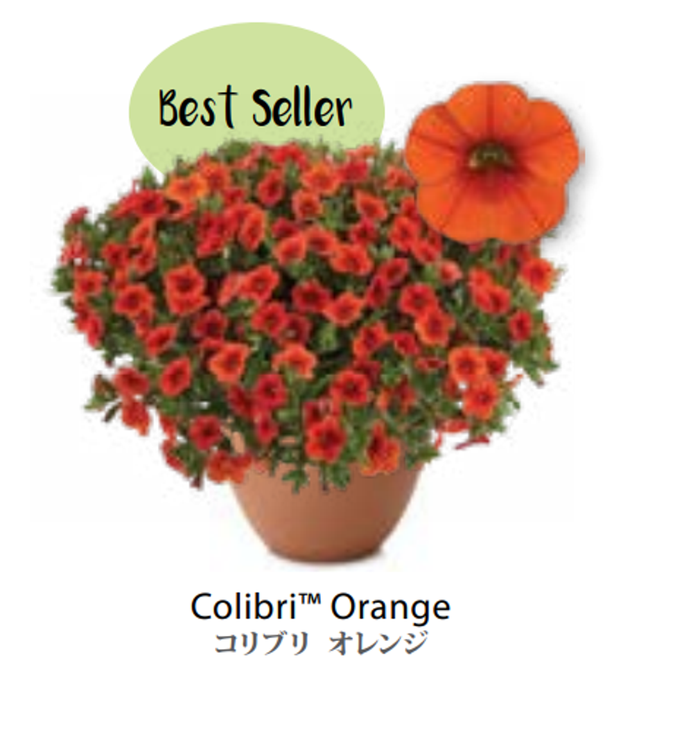 ЕВРО Calibrachoa Colibri Orange НЕукор черенок конец октября 25