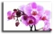 Постер "Розовая орхидея"
