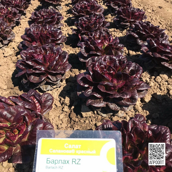 Барлах семена салата дуболистного (Rijk Zwaan / Райк Цваан) в поле – фото 2
