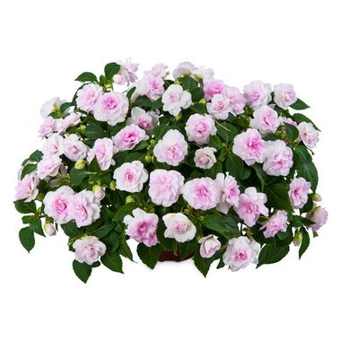 3806 Бальзамин УОЛЛЕРА MUSICA PRINCESS PINK