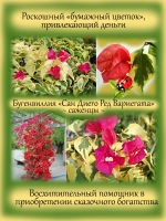Бугенвиллия Сан Диего Ред вариегата
