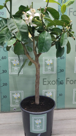 Cedro Maxima